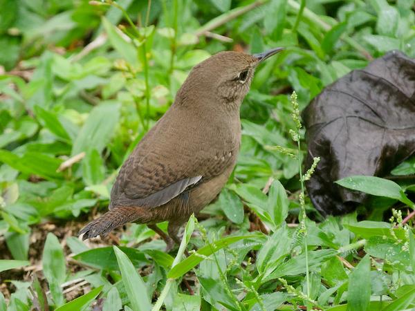 <h3><a href="/trips/costa-rica/biota/animalia/chordata/aves/passeriformes/troglodytidae/troglodytes musculus/troglodytes musculus-nl.html">Troglodytes&nbsp;musculus</a> / Southern&nbsp;house‑wren / Zuidelijke&nbsp;winterkoning</h3>OM-1 Mark II met OLYMPUS M.150-400mm F4.5 TC, 1/640 sec  bij F5.6, ISO 4000, afstand 8.99&nbsp;m